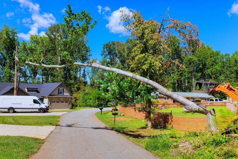 Cost of Fallen Tree Removal in Norman, OK