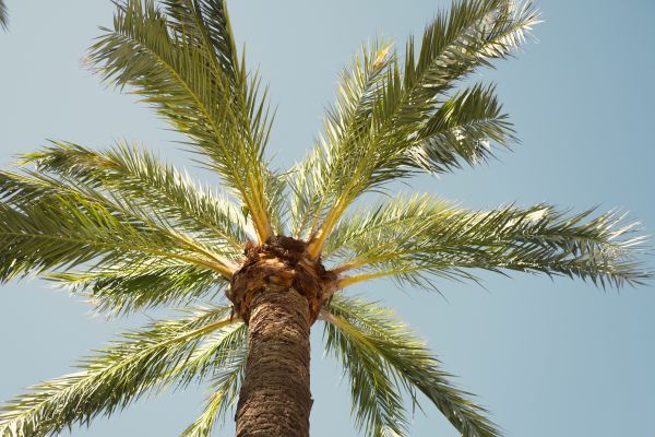 Palm Tree Removal in Norman
