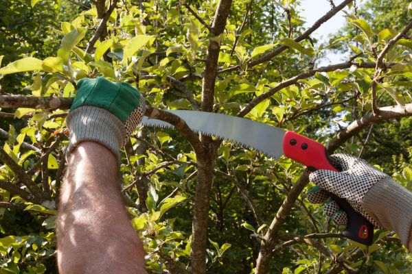 Small Tree Removal in Norman
