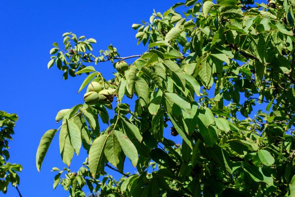 Cost of Walnut Tree Removal in Norman