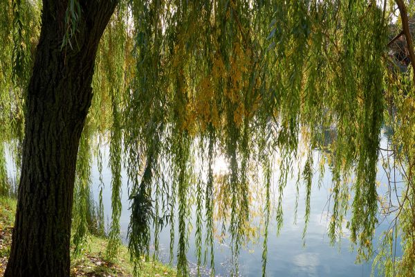Cost of Willow Tree Removal in Norman