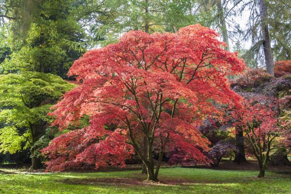 Cost of Maple Tree Removal in Norman