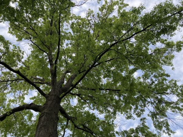 Cost of Oak Tree Removal in Norman