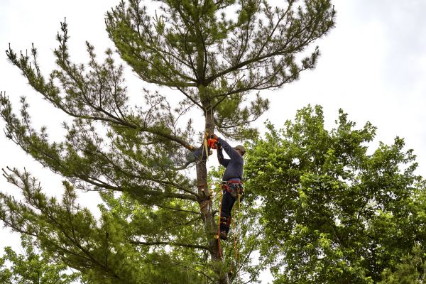 Cost of Pine Tree Removal in Norman