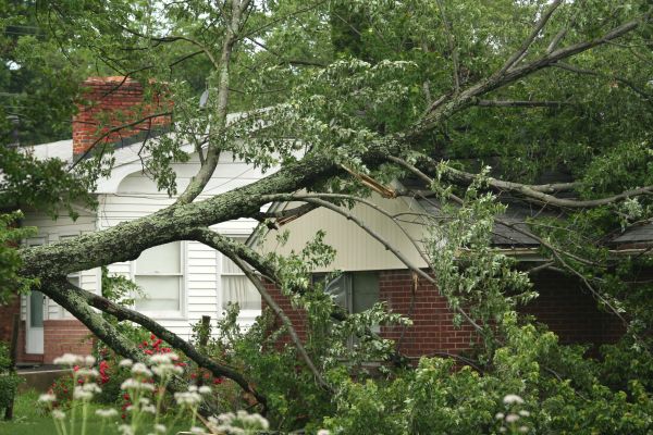 Emergency Tree Removal in Norman