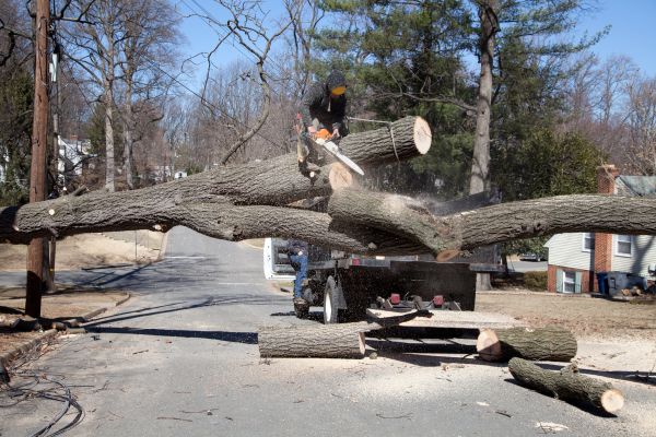 Cost of Residential Tree Removal in Norman