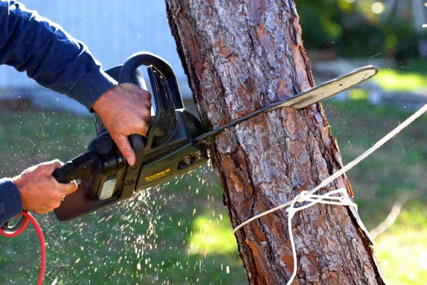 Dead Tree Removal in Norman