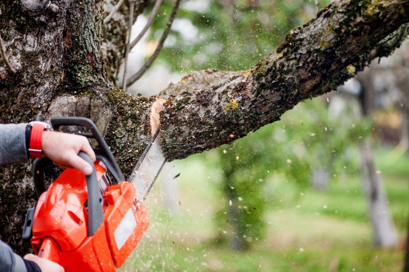 Cypress Tree Removal
