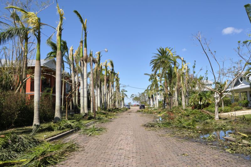 Storm Damage Tree Cleanup