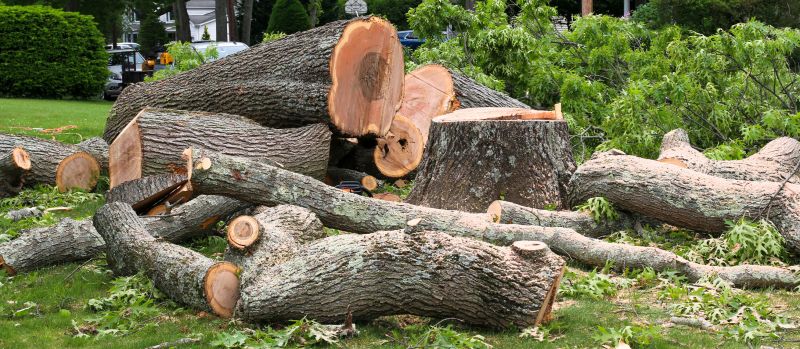 Large Tree Being Dismantled