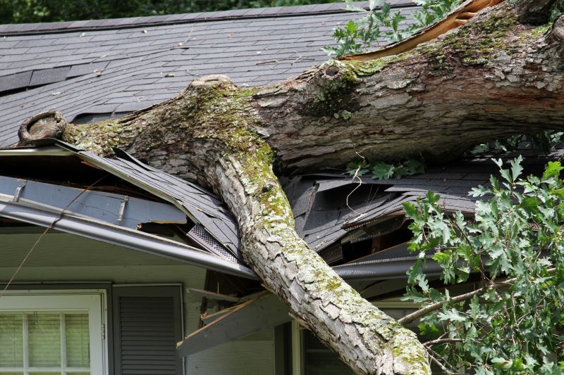 Storm-Damaged Trees