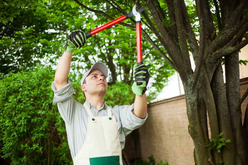 Urban Tree Management